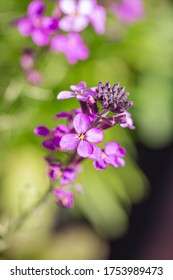 Annual Honesty Flowers With A Shallow Depth Of Field