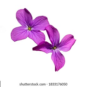 annual honesty (Lunaria annua) flower isolated on white