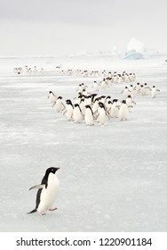 Annual Migration Of Adélie Penguin In Antarctica