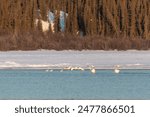 Annual migration of swans in northern Canada with multiple birds in boreal forest. Taken in April, spring time in Tagish, Yukon Territory.