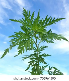 Annual Ragweed