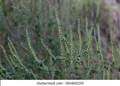 Annual Ragweed (Ambrosia Artemisiifolia) In Europe