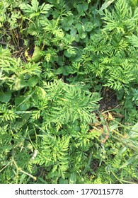 Annual Ragweed Ambrosia Young Stage