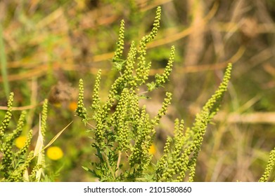 Annual Ragweed Close--up View With Selective Focus On Foreground