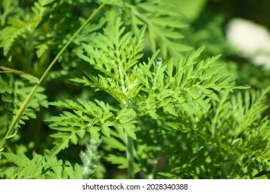 Annual Ragweed Leaves Close-up With Selective Focus