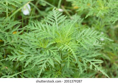 Annual Ragweed Leaves Close-up View With Selective Focus On Foreground