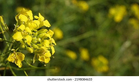 The Annual Rapeseed Flower Or Colza Is A Herbaceous Annual Plant, The Cabbage Family