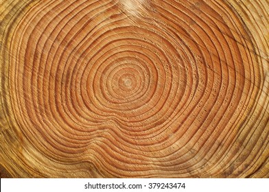 Annual Rings; Growth Ring; Wood Ring