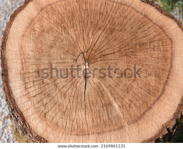 Annual rings are the growth rings of a tree in\
cross section.