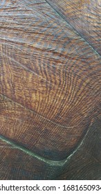 Annual Rings Of A Large Old Sequoia Tree