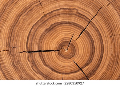 annual rings on a sawn trunk, old tree stump background. wood texture