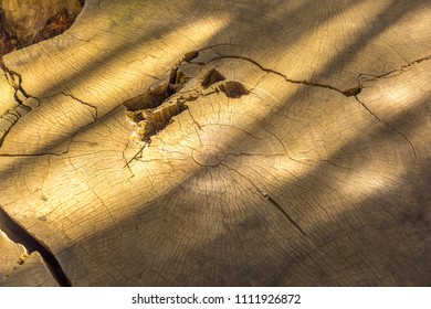 Annual Rings Sequoia Tree