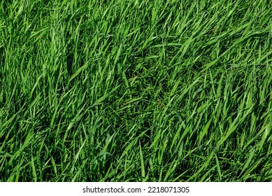 Annual Rye Grass And Spring Oats Combination As A Garden Cover Crop.  They Are Used To Slow Erosion, Improve Soil Health, Enhance Water Availability, Smother Weeds, And Control Pests And Diseases. 