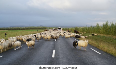 annual sheep transfer in iceland