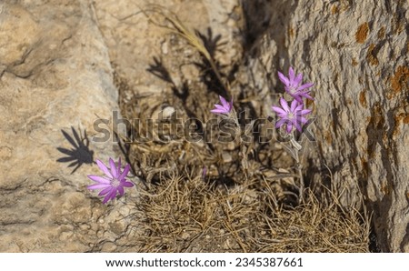 
Annual xeranthemum (Xeranthemum annuum) is a self-growing purple flowering plant on high mountain slopes. Stock photo © 