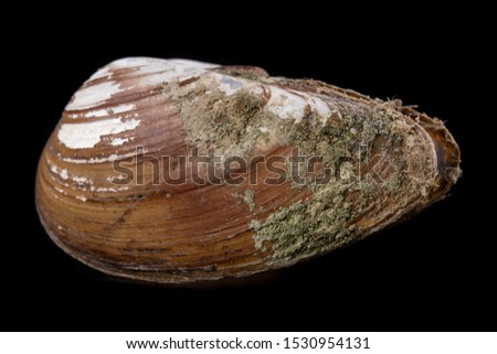 Anodonta Anatina empty shell. A clam shell living in the lakes of Central Europe. Dark background.