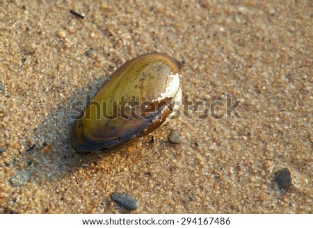 Anodonta anatina  - River clam lying on wet sand 
   