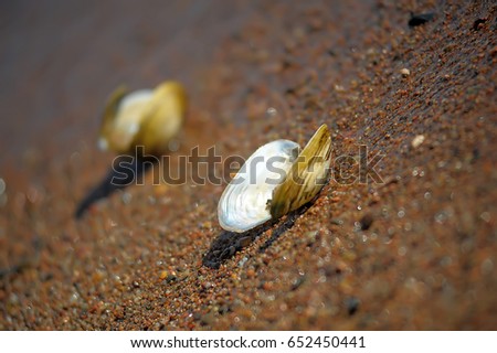Anodonta anatina - River clam lying on wet sand