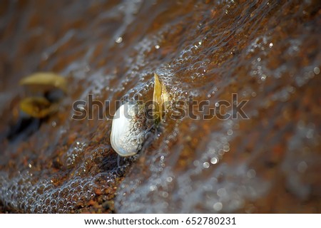 Anodonta anatina - River clam lying on wet sand