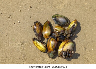 Anodonta Cygnea Freshwater River Molluscs On The Sandy Shore