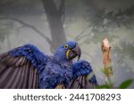 (Anodorhynchus hyacinthinus) perched on branch touching beaks. The largest macaw and flying parrot species. Wildlife scene from nature habitat. Habitat Amazon Basin.