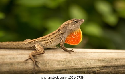 Anole Chameleon At The Audubon Zoo