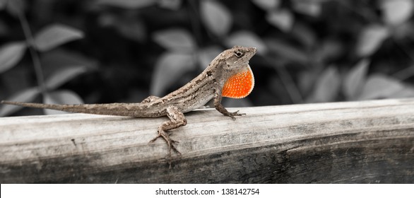 Anole Chameleon At The Audubon Zoo