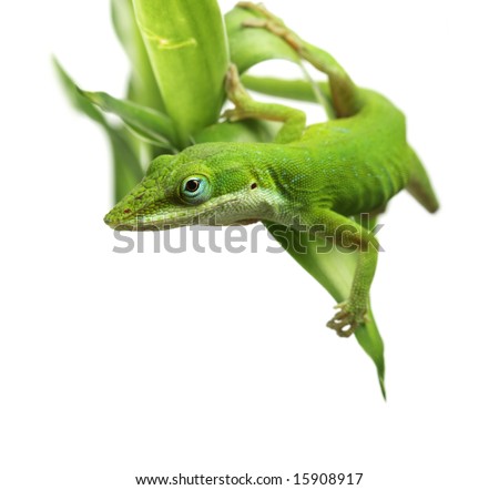 Anole lizard