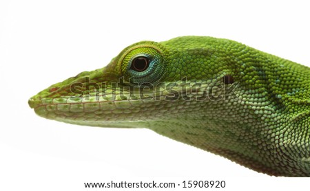 Anole lizard