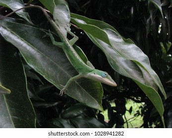 An Anole Lizard Is Curious Of My Camera. Stretched Out And Hanging On A Lychee Tree Leaf On The Big Island Of Hawaii