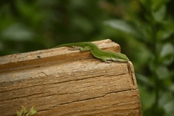 Anole Lizard On A Old Log House
