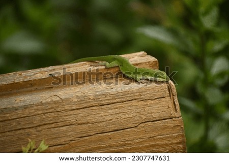 Anole lizard on a old log house