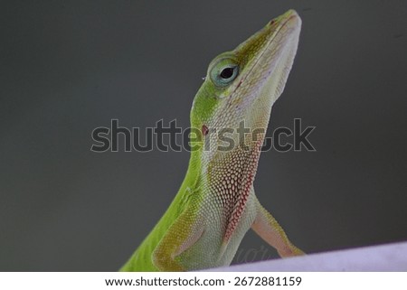 Anole lizard staring menacingly !