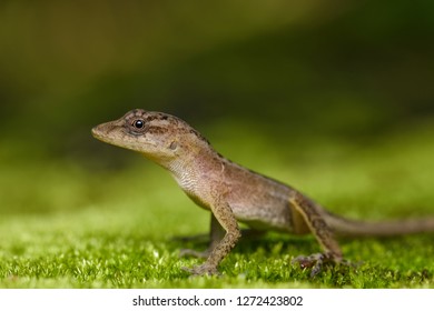 Anole On Moss In Carara National Park