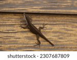 Anoles lizard on wood surface. Isolated closeup. Dark brown lizard.