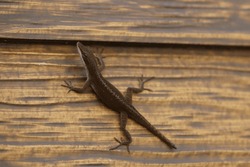 Anoles Lizard On Wood Surface. Isolated Closeup. Dark Brown Lizard.