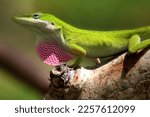 Anolis carolinensis or green anole is a tree-dwelling species of anole lizard , macro lizard , macro iguana ,nature