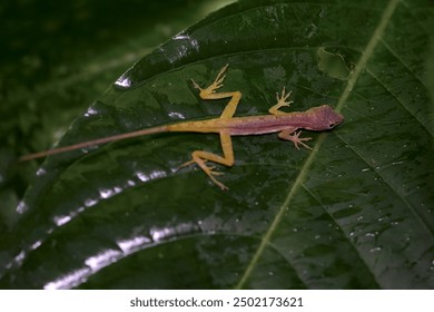 Anolis limifrons, slender anole in the green leaf. Smal lizard in the nature habitat, tropic forest in Costa Rica. Nature wildlife. - Powered by Shutterstock