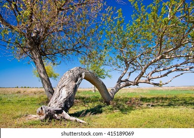 Anomaly of tree growth in a sunny spring day in steppe