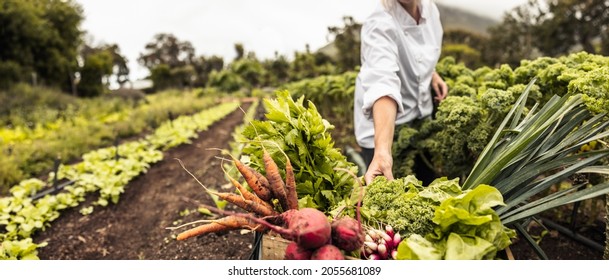 Anonymous chef harvesting fresh vegetables in an agricultural field. Self-sustainable female chef arranging a variety of freshly picked produce into a crate on an organic farm. - Shutterstock ID 2055681089