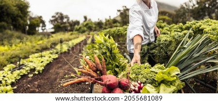 Anonymous chef harvesting fresh vegetables in an agricultural field. Self-sustainable female chef arranging a variety of freshly picked produce into a crate on an organic farm.