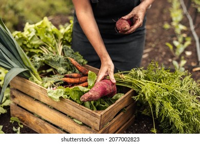 Anonymous female farmer arranging freshly picked vegetables into a crate on an organic farm. Self-sustainable vegetable farmer gathering fresh produce in her garden during harvest season.