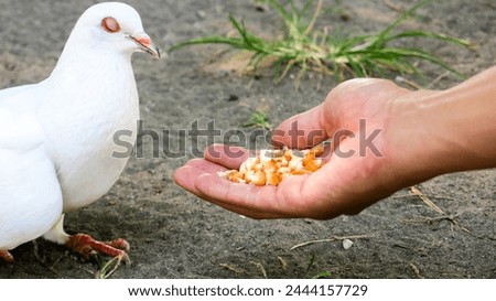 anonymous hand feeding dove in the park. curious and tame pigeon. 