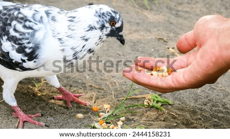 anonymous hand feeding dove in the park. curious and tame pigeon. 