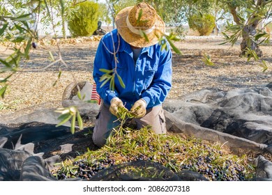 Anonymous male gardener in straw hat picking ripe olives from net placed on ground under tree on plantation in Spain - Powered by Shutterstock