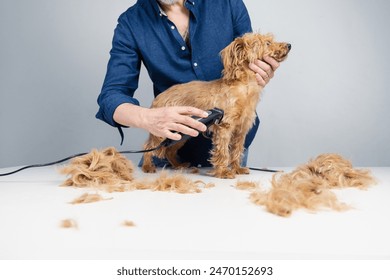 An anonymous man cuts the hair of a small golden terrier. He uses a razor, scissords and a small brush. There is a lot of cutted hair over the dog grooming table - Powered by Shutterstock