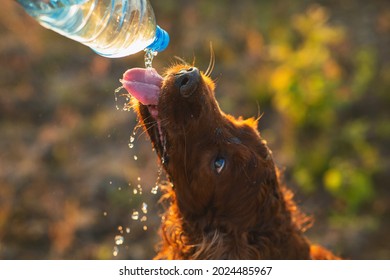 Anonymous Person Give Dog Water To Drink From A Bottle, On Summer Field