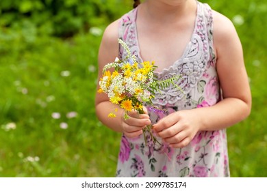 Anonymous Unrecognizable Elementary School Age Child Holding A Bunch Of Colorful Field Flowers And Herbs In Hands, Closeup, Picking Flowers, Copy Space, One Person, Outdoors Scene. Children And Nature