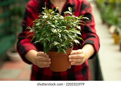 Anonymous Woman Holding In Hands Pot With Ficus Tree In Pot,plant Shopping Concept.