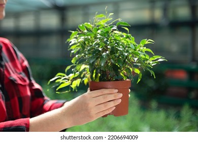 Anonymous Woman Holding In Hands Pot With Ficus Tree In Pot,plant Shopping Concept.